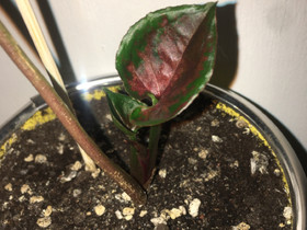 Strawberry ice muulinkorva syngonium, Kasvit ja siemenet, Piha ja puutarha, Jyväskylä, Tori.fi Strawberry ice muulinkorva syngonium, Kasvit ja siemenet, Piha ja puutarha, Jyväskylä, Tori.fi