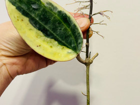 Hoya Macrophylla Albo, Kasvit ja siemenet, Piha ja puutarha, Espoo, Tori.fi Hoya Macrophylla Albo, Kasvit ja siemenet, Piha ja puutarha, Espoo, Tori.fi