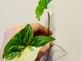 Syngonium Albo Variegata, Kasvit ja siemenet, Piha ja puutarha, Espoo, Tori.fi Syngonium Albo Variegata, Kasvit ja siemenet, Piha ja puutarha, Espoo, Tori.fi