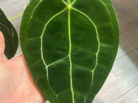 Anthurium Forgetii, Kasvit ja siemenet, Piha ja puutarha, Tuusula, Tori.fi Anthurium Forgetii, Kasvit ja siemenet, Piha ja puutarha, Tuusula, Tori.fi