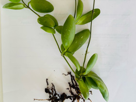 Hoya Brevialata isoja taimia, Kasvit ja siemenet, Piha ja puutarha, Espoo, Tori.fi Hoya Brevialata isoja taimia, Kasvit ja siemenet, Piha ja puutarha, Espoo, Tori.fi