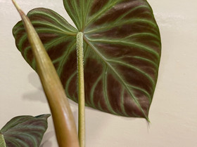 Philodendron Verrucosum latvapistokas, Kasvit ja siemenet, Piha ja puutarha, Espoo, Tori.fi Philodendron Verrucosum latvapistokas, Kasvit ja siemenet, Piha ja puutarha, Espoo, Tori.fi