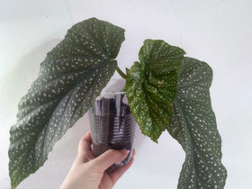 Enkelinsiipi Begonia, Kasvit ja siemenet, Piha ja puutarha, Vantaa, Tori.fi Enkelinsiipi Begonia, Kasvit ja siemenet, Piha ja puutarha, Vantaa, Tori.fi