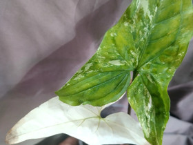 Syngonium Albo Variegata, Kasvit ja siemenet, Piha ja puutarha, Vantaa, Tori.fi Syngonium Albo Variegata, Kasvit ja siemenet, Piha ja puutarha, Vantaa, Tori.fi