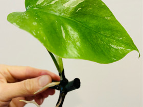 Monstera Variegata Peikonlehti pistokas, Kasvit ja siemenet, Piha ja puutarha, Espoo, Tori.fi Monstera Variegata Peikonlehti pistokas, Kasvit ja siemenet, Piha ja puutarha, Espoo, Tori.fi