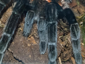 Tarantula + terraario, Muut eläimet, Lemmikkieläimet, Vaasa, Tori.fi Tarantula + terraario, Muut eläimet, Lemmikkieläimet, Vaasa, Tori.fi