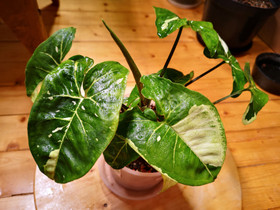 Syngonium Panda, Kasvit ja siemenet, Piha ja puutarha, Porvoo, Tori.fi Syngonium Panda, Kasvit ja siemenet, Piha ja puutarha, Porvoo, Tori.fi