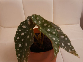 Begonia Maculata, Kasvit ja siemenet, Piha ja puutarha, Joensuu, Tori.fi Begonia Maculata, Kasvit ja siemenet, Piha ja puutarha, Joensuu, Tori.fi