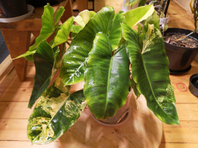 Philodendron burle marx variegata, Kasvit ja siemenet, Piha ja puutarha, Porvoo, Tori.fi Philodendron burle marx variegata, Kasvit ja siemenet, Piha ja puutarha, Porvoo, Tori.fi