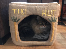 Tiki Hut -kissapesä, Keravalla, Kissojen tarvikkeet, Lemmikkieläimet, Kerava, Tori.fi Tiki Hut -kissapesä, Keravalla, Kissojen tarvikkeet, Lemmikkieläimet, Kerava, Tori.fi