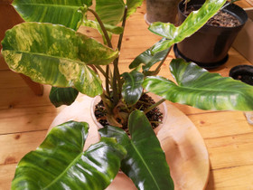 Philodendron burle marx variegata, Kasvit ja siemenet, Piha ja puutarha, Porvoo, Tori.fi Philodendron burle marx variegata, Kasvit ja siemenet, Piha ja puutarha, Porvoo, Tori.fi