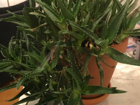 Kaktus aloe vera, Kasvit ja siemenet, Piha ja puutarha, Helsinki, Tori.fi Kaktus aloe vera, Kasvit ja siemenet, Piha ja puutarha, Helsinki, Tori.fi