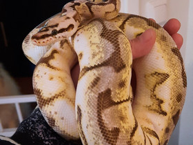0.1 Kuningaspython enchi spider cinnamon pastel, Muut eläimet, Lemmikkieläimet, Hyvinkää, Tori.fi 0.1 Kuningaspython enchi spider cinnamon pastel, Muut eläimet, Lemmikkieläimet, Hyvinkää, Tori.fi