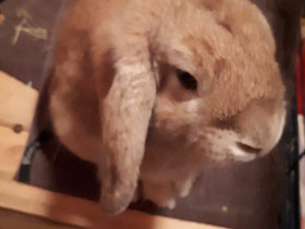 Kani, Muut eläimet, Lemmikkieläimet, Helsinki, Tori.fi Kani, Muut eläimet, Lemmikkieläimet, Helsinki, Tori.fi