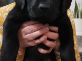 Labradorin pentu, Koirat, Lemmikkieläimet, Seinäjoki, Tori.fi Labradorin pentu, Koirat, Lemmikkieläimet, Seinäjoki, Tori.fi