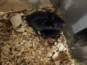 Syyrialainen hamsteri poikasia luovutus 5 viikon i, Jyrsijät, Lemmikkieläimet, Karvia, Tori.fi Syyrialainen hamsteri poikasia luovutus 5 viikon i, Jyrsijät, Lemmikkieläimet, Karvia, Tori.fi