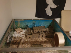 Todella iso terraario/akvaario, Jyrsijät, Lemmikkieläimet, Tampere, Tori.fi Todella iso terraario/akvaario, Jyrsijät, Lemmikkieläimet, Tampere, Tori.fi