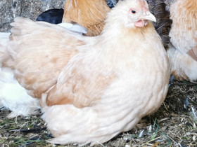 Kääpiö-Kochin kanoja, Muut eläimet, Lemmikkieläimet, Kitee, Tori.fi Kääpiö-Kochin kanoja, Muut eläimet, Lemmikkieläimet, Kitee, Tori.fi