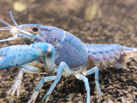 Floridan sinirapu, Procambarus alleni, Kalat ja akvaariot, Lemmikkieläimet, Vihti, Tori.fi Floridan sinirapu, Procambarus alleni, Kalat ja akvaariot, Lemmikkieläimet, Vihti, Tori.fi