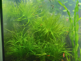 Blyxa japonica, Kalat ja akvaariot, Lemmikkieläimet, Seinäjoki, Tori.fi Blyxa japonica, Kalat ja akvaariot, Lemmikkieläimet, Seinäjoki, Tori.fi