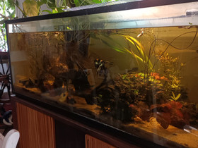 150x60x60, Kalat ja akvaariot, Lemmikkieläimet, Sysmä, Tori.fi 150x60x60, Kalat ja akvaariot, Lemmikkieläimet, Sysmä, Tori.fi