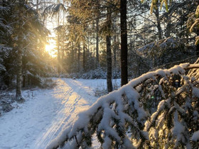 Pieni metsäpalsta hakusessa, Metsätilat ja maatilat, Hämeenlinna, Tori.fi Pieni metsäpalsta hakusessa, Metsätilat ja maatilat, Hämeenlinna, Tori.fi