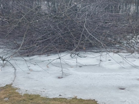 Omenapuun oksia, Jyrsijät, Lemmikkieläimet, Mynämäki, Tori.fi Omenapuun oksia, Jyrsijät, Lemmikkieläimet, Mynämäki, Tori.fi