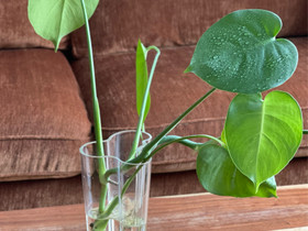 Monstera delicosa, Kasvit ja siemenet, Piha ja puutarha, Vaasa, Tori.fi Monstera delicosa, Kasvit ja siemenet, Piha ja puutarha, Vaasa, Tori.fi
