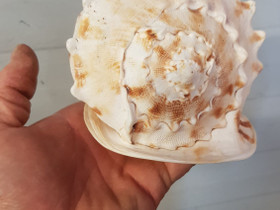 Iso kotilo, Kalat ja akvaariot, Lemmikkieläimet, Seinäjoki, Tori.fi Iso kotilo, Kalat ja akvaariot, Lemmikkieläimet, Seinäjoki, Tori.fi