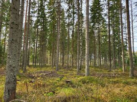 Varpalahdentie, Punkaharju, Savonlinna, Metsätilat ja maatilat, Savonlinna, Tori.fi Varpalahdentie, Punkaharju, Savonlinna, Metsätilat ja maatilat, Savonlinna, Tori.fi