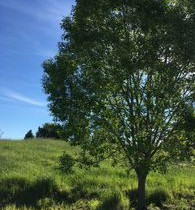5500m², Sarvikkaantie, Lempäälä, Tontit, Lempäälä, Tori.fi 5500m², Sarvikkaantie, Lempäälä, Tontit, Lempäälä, Tori.fi