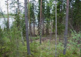 3000m², Mettikyläntie 526, Kouvola, Tontit, Kouvola, Tori.fi 3000m², Mettikyläntie 526, Kouvola, Tontit, Kouvola, Tori.fi