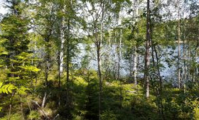 1.2 ha, -, Kangasniemi, Tontit, Kangasniemi, Tori.fi 1.2 ha, -, Kangasniemi, Tontit, Kangasniemi, Tori.fi