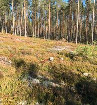 7618m², Joensuuntie 195, Polvijärvi, Tontit, Liperi, Tori.fi 7618m², Joensuuntie 195, Polvijärvi, Tontit, Liperi, Tori.fi