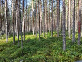6320m², Tasalantie, Kemijärvi, Tontit, Kemijärvi, Tori.fi