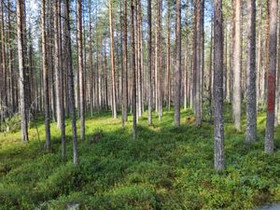 6320m², Tasalantie, Kemijärvi, Tontit, Kemijärvi, Tori.fi 6320m², Tasalantie, Kemijärvi, Tontit, Kemijärvi, Tori.fi