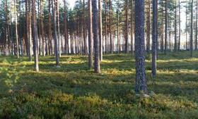 1.02 ha, Suottaväärä 180 Savonlinna, Savonlinna, Tontit, Savonlinna, Tori.fi 1.02 ha, Suottaväärä 180 Savonlinna, Savonlinna, Tontit, Savonlinna, Tori.fi