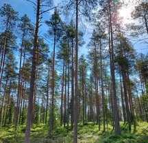 5640m², Lehtoranta Niemeläntie, Kannus, Tontit, Kannus, Tori.fi 5640m², Lehtoranta Niemeläntie, Kannus, Tontit, Kannus, Tori.fi