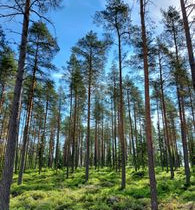 6341m², Lehtoranta Niemeläntie, Kannus, Tontit, Kannus, Tori.fi 6341m², Lehtoranta Niemeläntie, Kannus, Tontit, Kannus, Tori.fi