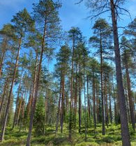 6864m², Lehtoranta Niemeläntie, Kannus, Tontit, Kannus, Tori.fi 6864m², Lehtoranta Niemeläntie, Kannus, Tontit, Kannus, Tori.fi