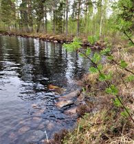 5230m², Laakajärvi (1/2, Mustalinnuntie 239), Kaja, Tontit, Sotkamo, Tori.fi 5230m², Laakajärvi (1/2, Mustalinnuntie 239), Kaja, Tontit, Sotkamo, Tori.fi