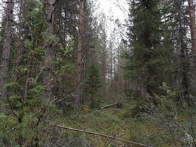 Mjöträsket, Kruunupyy, Metsätilat ja maatilat, Kruunupyy, Tori.fi Mjöträsket, Kruunupyy, Metsätilat ja maatilat, Kruunupyy, Tori.fi