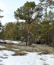 6.3 ha, Stikanäsintie, Pyhtää, Tontit, Pyhtää, Tori.fi 6.3 ha, Stikanäsintie, Pyhtää, Tontit, Pyhtää, Tori.fi