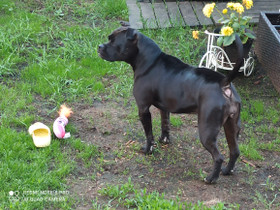 American bully mix tyttö, 3,5 v, Koirat, Lemmikkieläimet, Oulu, Tori.fi American bully mix tyttö, 3,5 v, Koirat, Lemmikkieläimet, Oulu, Tori.fi
