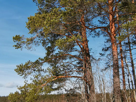 O: Metsää Etelä-Pohjanmaa/Pohjanmaa, Metsätilat ja maatilat, Seinäjoki, Tori.fi O: Metsää Etelä-Pohjanmaa/Pohjanmaa, Metsätilat ja maatilat, Seinäjoki, Tori.fi