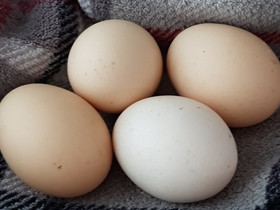 Maatiaissekoitus siitosmunia, Muut eläimet, Lemmikkieläimet, Sotkamo, Tori.fi Maatiaissekoitus siitosmunia, Muut eläimet, Lemmikkieläimet, Sotkamo, Tori.fi