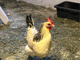 Maatiaiskanoja, hämäläinen kanta, Muut eläimet, Lemmikkieläimet, Sotkamo, Tori.fi Maatiaiskanoja, hämäläinen kanta, Muut eläimet, Lemmikkieläimet, Sotkamo, Tori.fi
