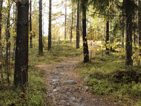 Metsästysoikeus metsä/peltotilaan, Metsätilat ja maatilat, Helsinki, Tori.fi Metsästysoikeus metsä/peltotilaan, Metsätilat ja maatilat, Helsinki, Tori.fi
