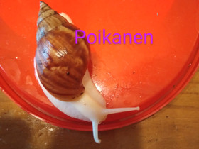 Lemmikiksi kotiloita, Muut eläimet, Lemmikkieläimet, Kemi, Tori.fi Lemmikiksi kotiloita, Muut eläimet, Lemmikkieläimet, Kemi, Tori.fi
