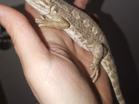 Kääpiöparta-agama, Muut eläimet, Lemmikkieläimet, Hattula, Tori.fi Kääpiöparta-agama, Muut eläimet, Lemmikkieläimet, Hattula, Tori.fi